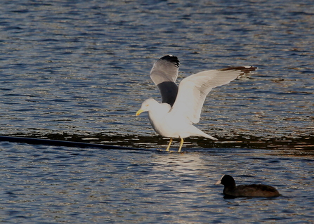 A yellow-legged gull stands in water with its wings spread upwards