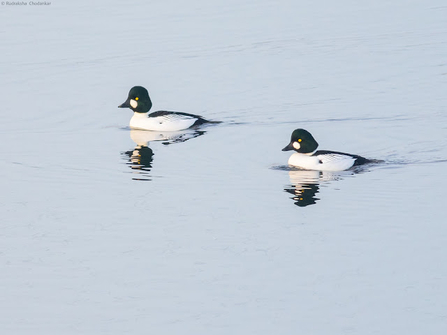 Two goldeneye swim across water