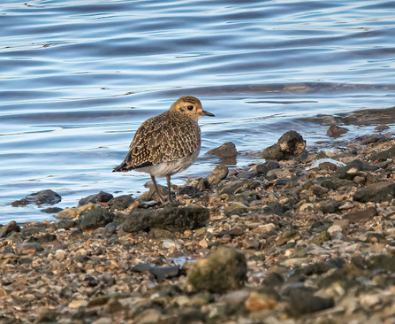 a golden plover stands on a pebbled shoreline next to the water