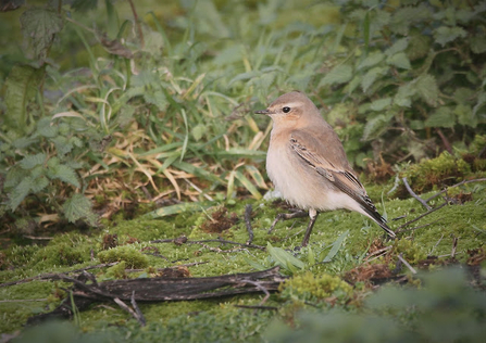 a wheatear stands atop of moss surrounded by vegetation