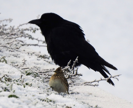 a skylark perches in front of a large black bird 