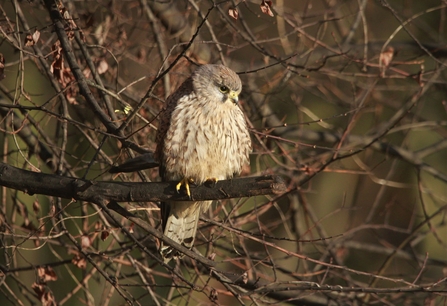 A kestrel sits atop a branch