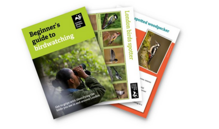 A beginners birdwatching guide with a species spotter sheet and and information sheet on the great spotted woodpecker