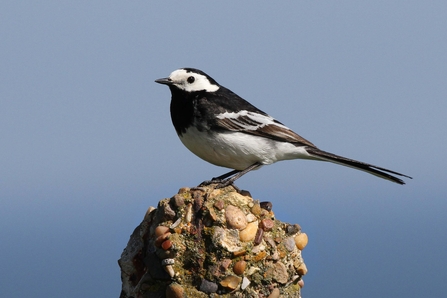 A pied wagtail perched on a rocky perch 