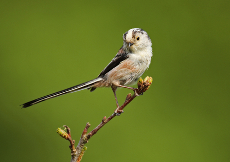 A long-tailed tit perched on a thin branch with small buds on