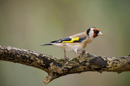 A goldfinch perched on a branch
