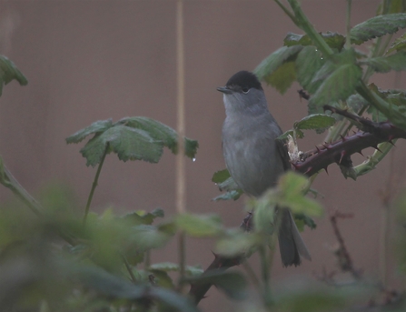 A male blackcap perched in some brambles
