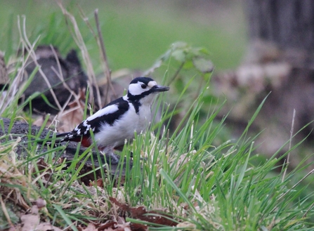 A great spotted woodpecker on the ground among grass and leaves