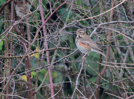 A redwing perched on a small branch in a bush