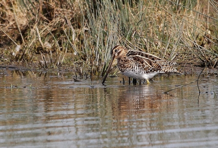 A common snipe wading with its beak in the water 