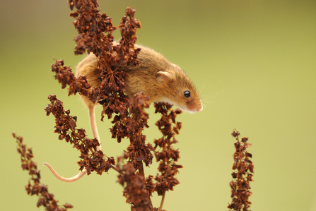 A harvest mouse, with light brown fur sits atop a dried piece of vegetation