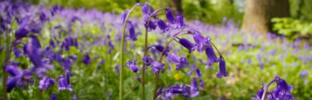 A carpet of bluebells amongst a brightly lit woodland area