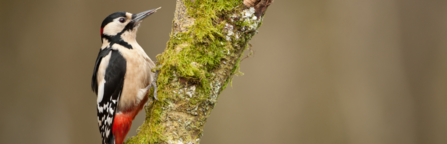 A great spotted woodpecker with a black head and red tail stands on a moss covered tree