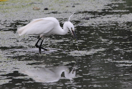 A large white feathered bird, with long black legs and beak, wading in muddy water