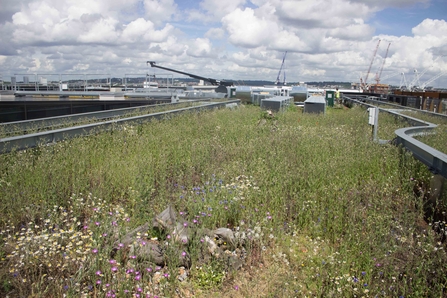 Vegetation growing on the top of a urban roof