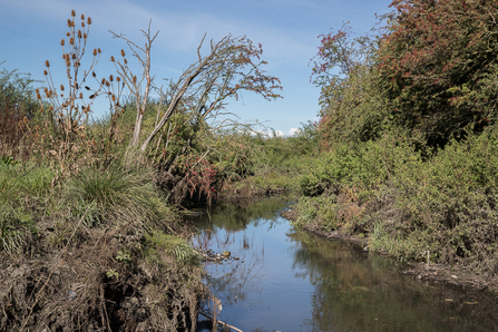 A brook lined by vegetation and trees 