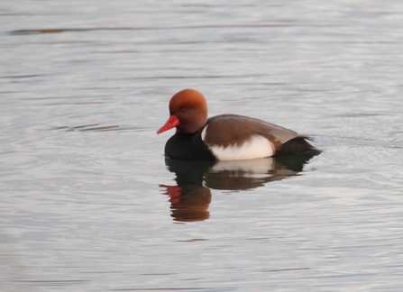 A bird with chestnut head and a black chest and bright red beak, sits atop water