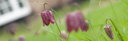 A chequered, purple,bell-like flowers, on thin stems