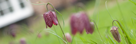 A chequered, purple,bell-like flowers, on thin stems 