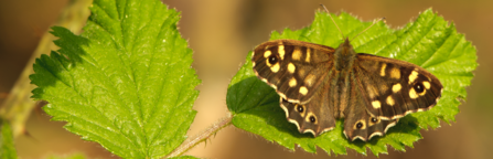 a butterfly with yellow spots sat on a bright green leaf