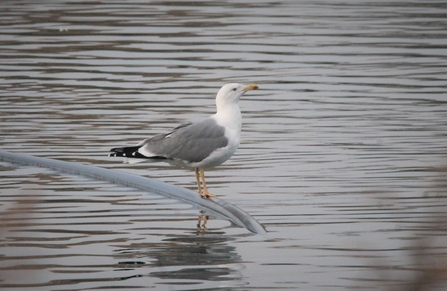 A gull with yellow legs, white feathered body and grey back, stands in rippling water