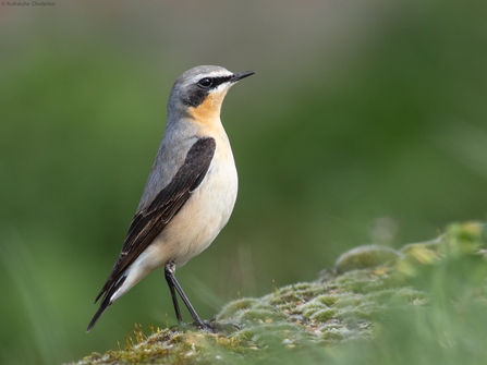 A wheatear sits atop a wall