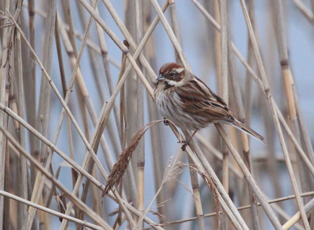 A female reed bunting perched on the end of a thin reed