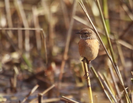 A female stonechat perched on the end of a thin reed