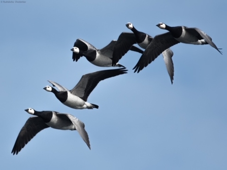 A flock of barnacle geese fly through the air