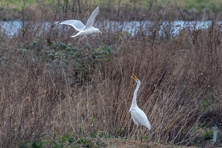 A great white egret and a gull one sits amongst reed whilst the gull flies over head, s at Walthamstow Wetlands