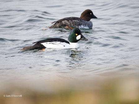 A pair of goldeneye sat atop water