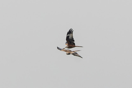 Two red kites fly through the sky