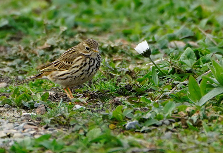 a meadow pipit stood amongst grass