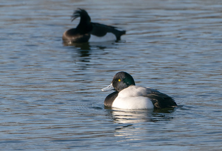 Two scaup sit atop a body of water