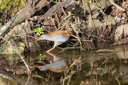 A waterrail dashes through water