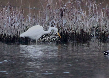 a great white egret stood amongst vegetation