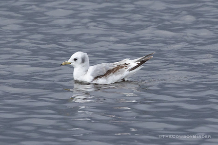 A kittiwake sits atop water