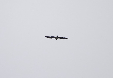 Osprey swooping through the air
