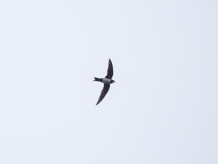 An alpine swift swooping through the air