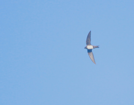 An alpine swift swooping through the air