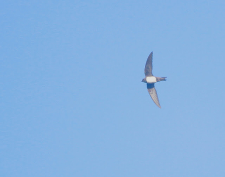 An alpine swift swooping through the air