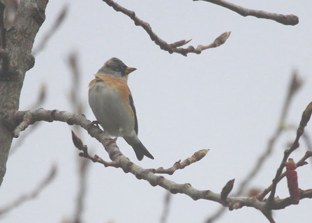 A brambling sat atop a branch with buds