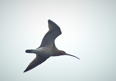 A curlew flies through the air with its wings extended and a long pointed beak