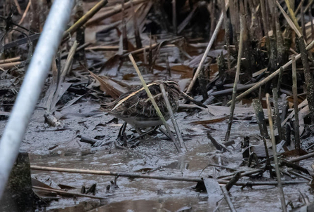 A jack snipe wades through mud