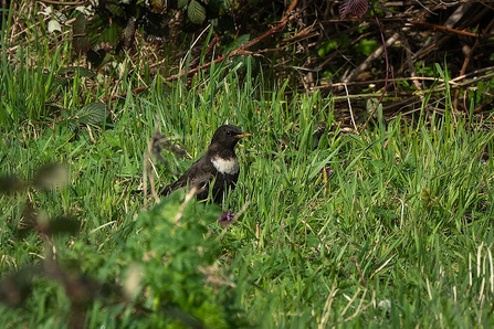 A ring ouzel standing amongst long grass