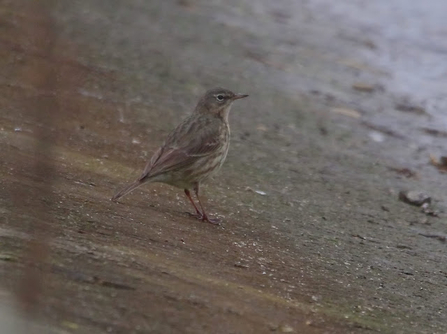 a rock pipit sits atop a slanted stone wall