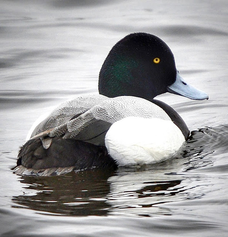 a scaup floating atop water