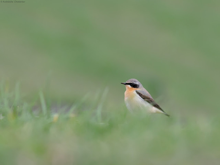 A wheatear stands amongst grass