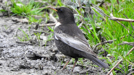 A ring ouzel standing amongst grass and mud