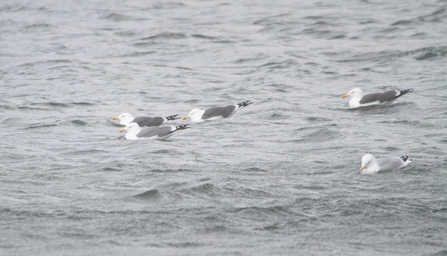 Four yellow-legged gull's floating atop water